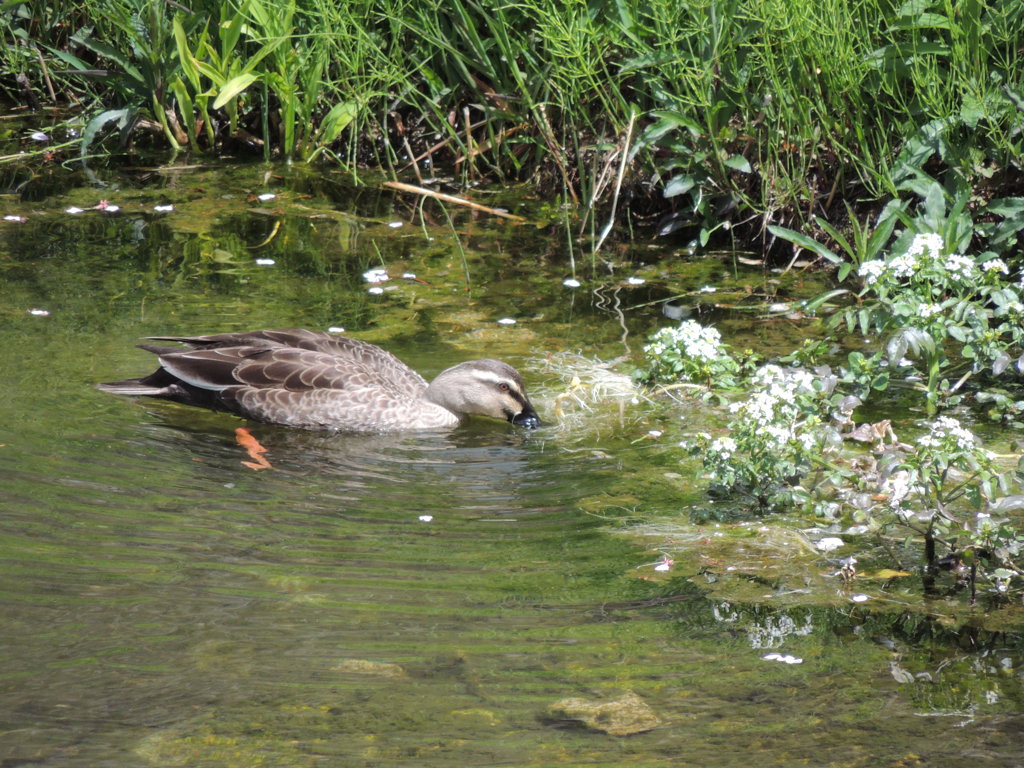 クレソンとカルガモ