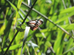 アサギマダラ