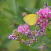 萩の花とキチョウ