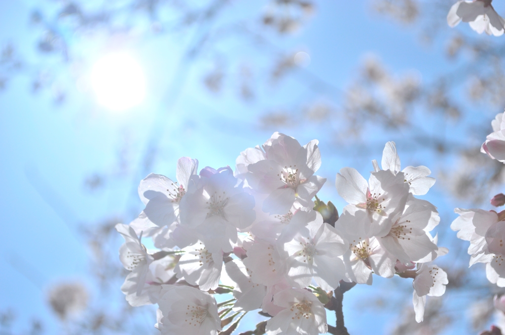 名勝の桜
