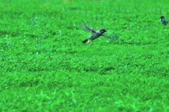 I can fly!!!!