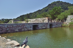鳩も見惚れる水掘