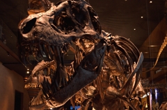 T-REX