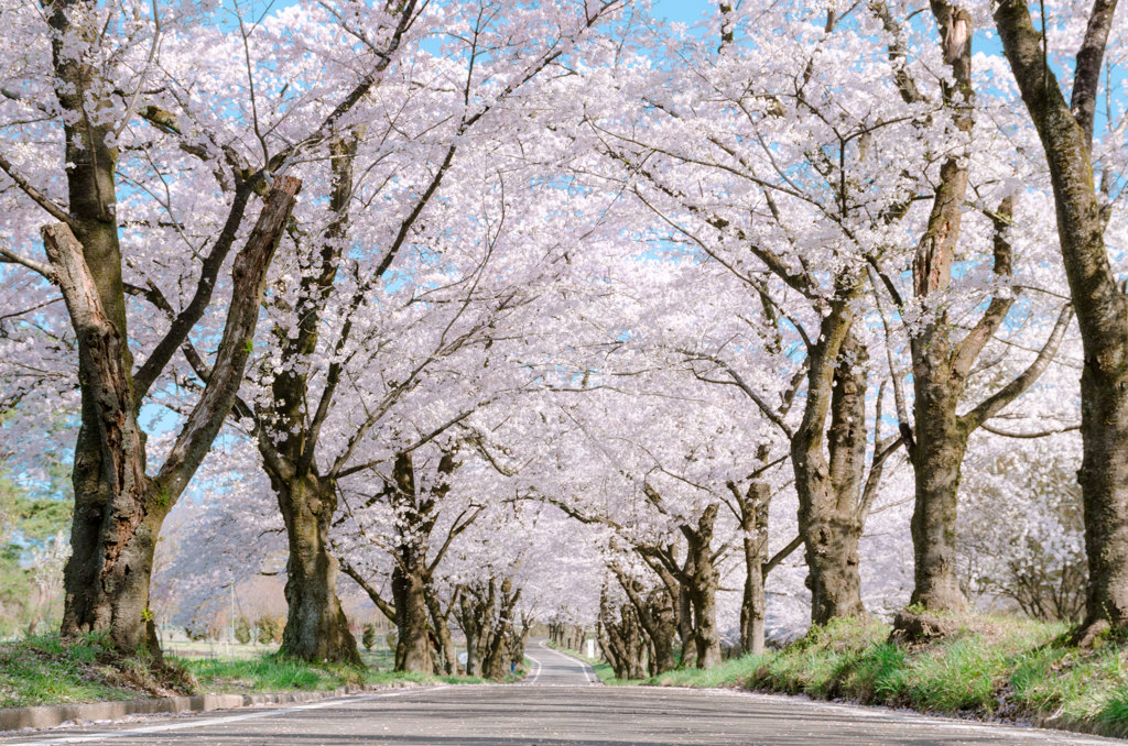 cherry blossoms