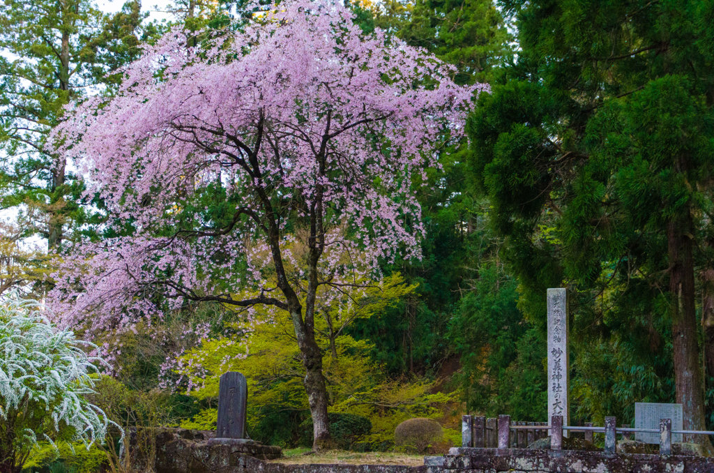 湿り桜