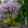 湿り桜