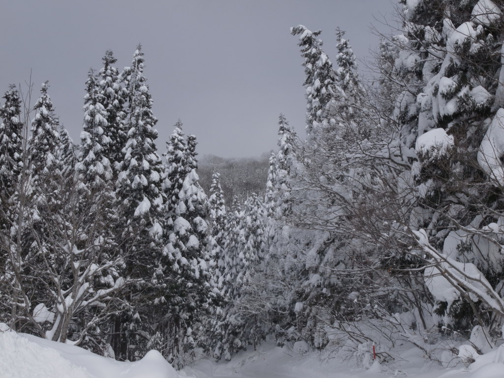 雪景