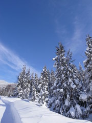 雪道中