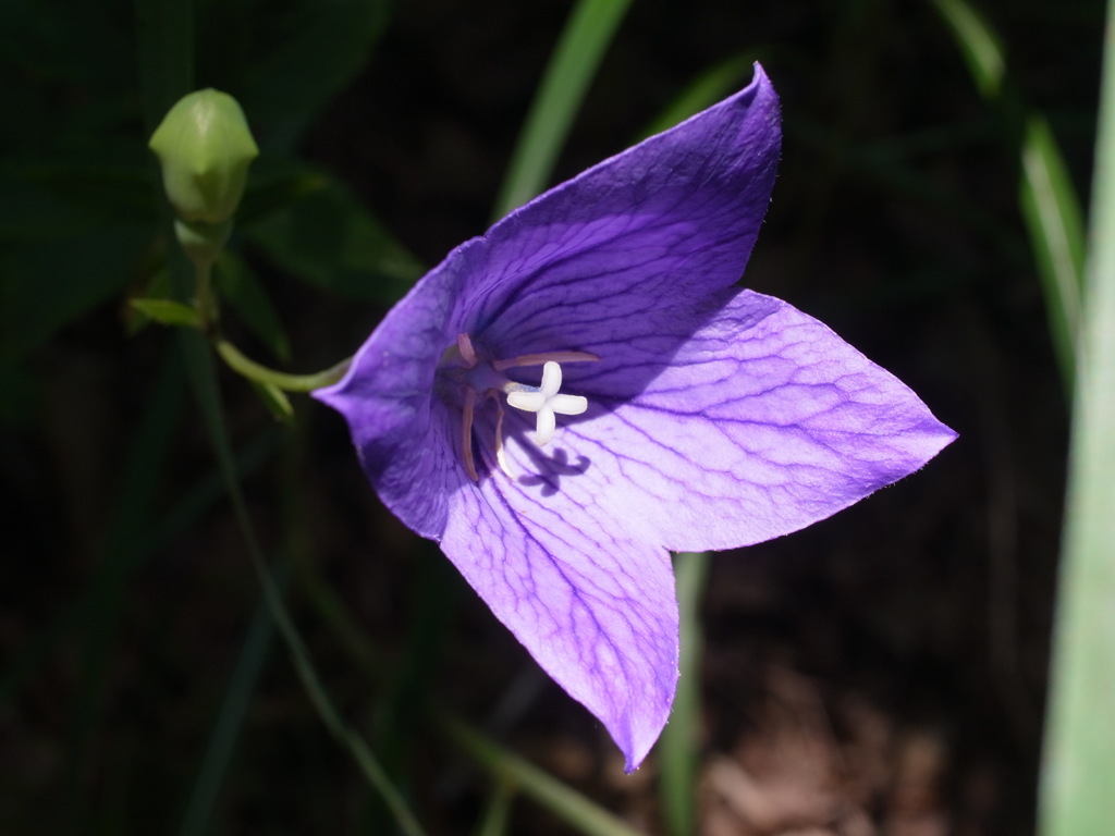 花/