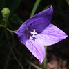 花/