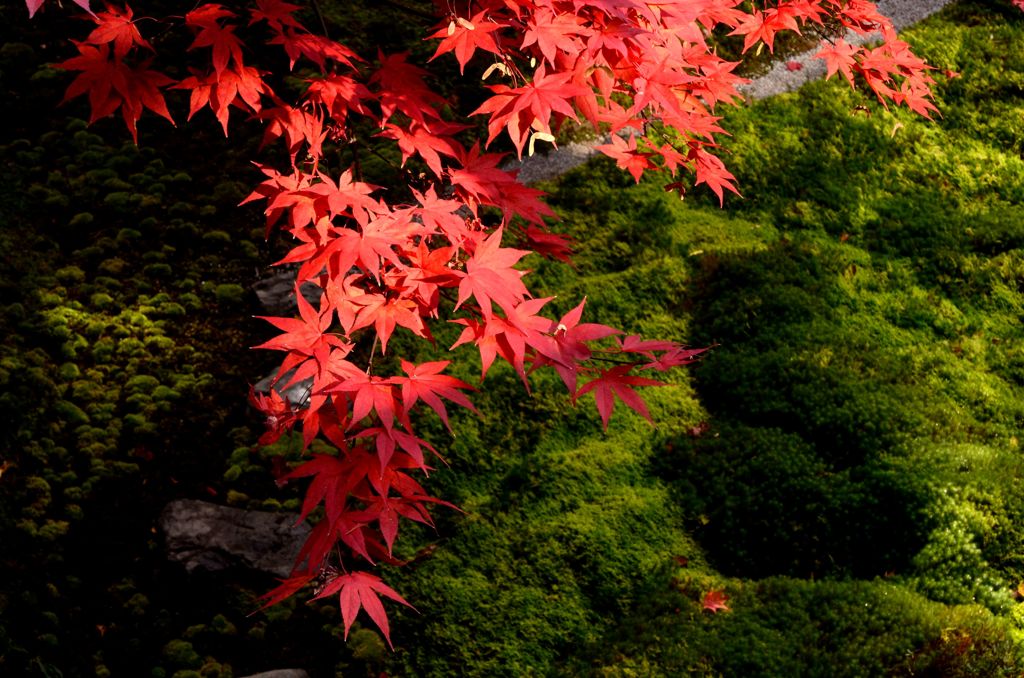 紅洛巡礼【瑠璃光院】　終幕
