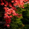 紅洛巡礼【瑠璃光院】　終幕
