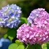 皆様にハートを Ⅱ