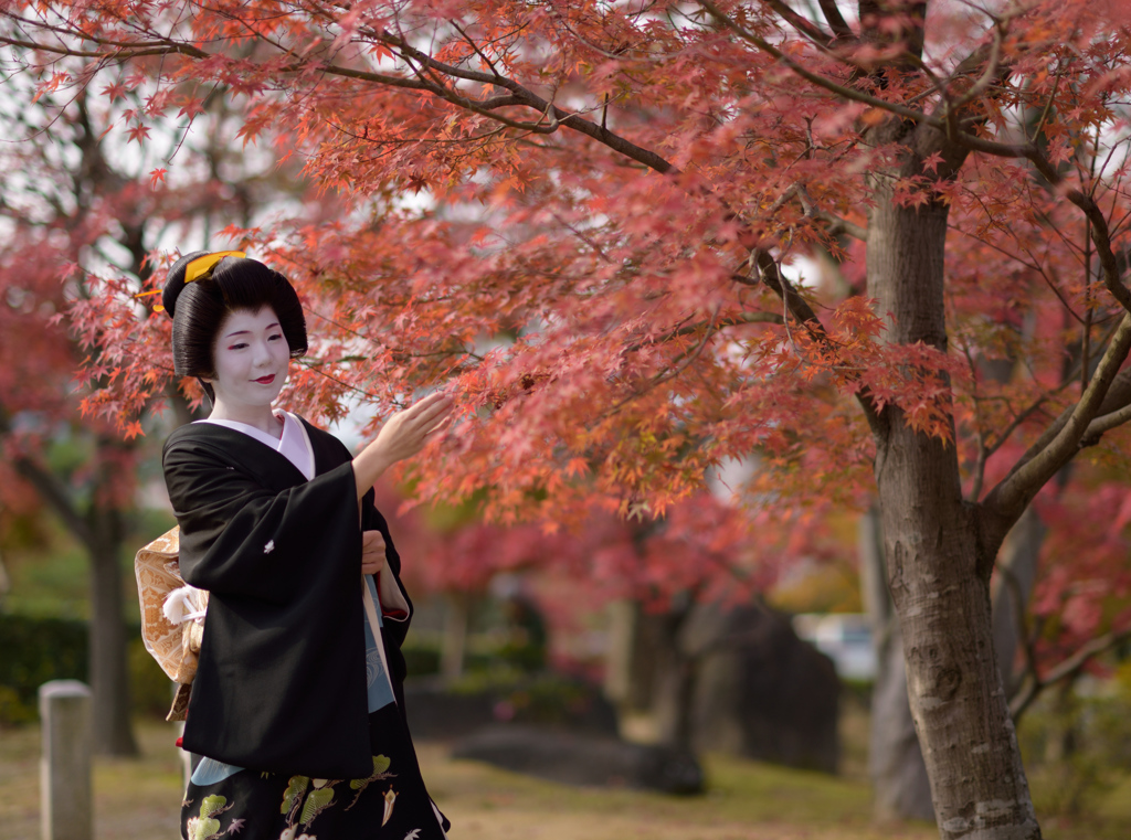 秋色を愛でる 祇園甲部 つる葉さん By 雷鳴写洛 Id 写真共有サイト Photohito