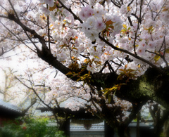 京都・桜浪漫譚Ⅷ(雨宝院）