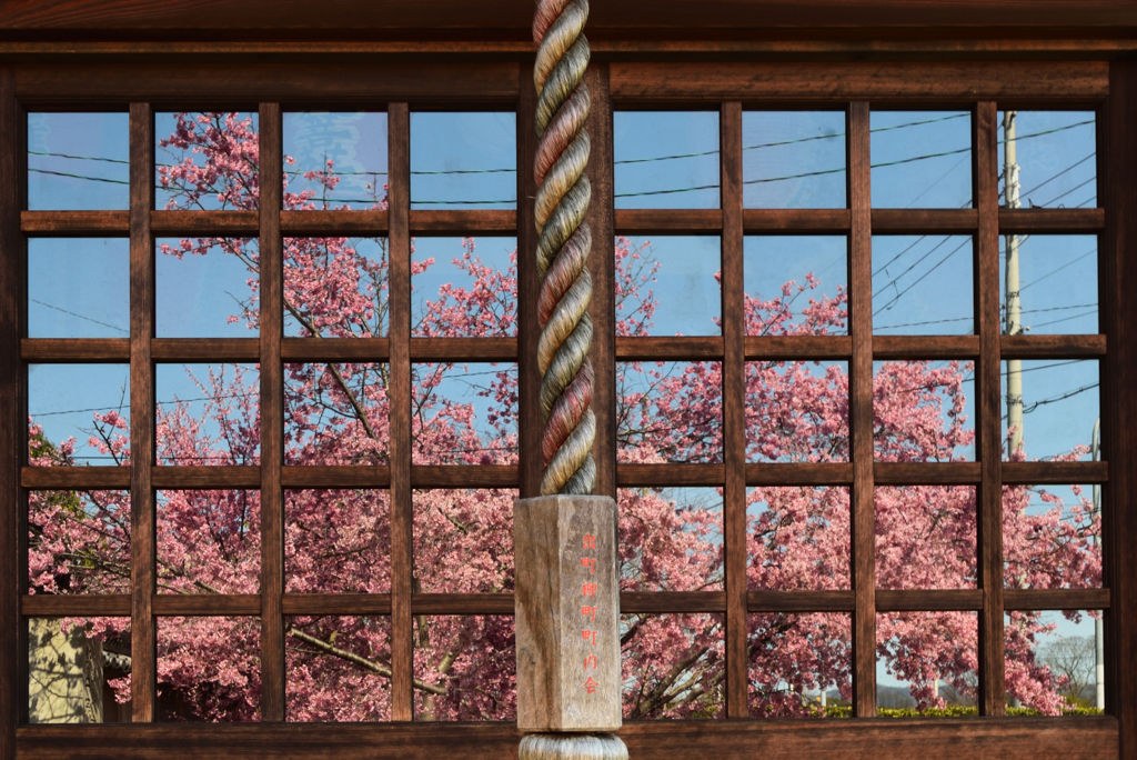 格子映し桜【長徳寺】