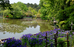 鏡容池庭園の菖蒲【龍安寺】