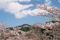 京都・花盛りの桜たち（大文字）