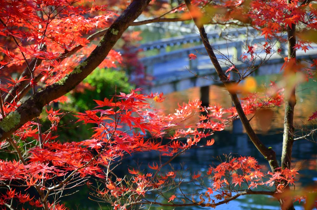 そうだ京都を写そう！永観堂４