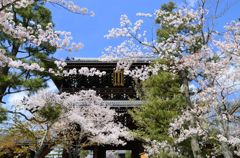 京都・桜浪漫譚Ⅶ(金戒光明寺）