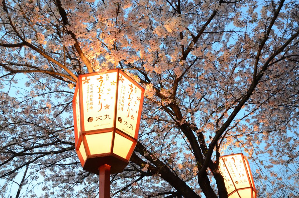 【京都・桜花伝2013】祇園宮川町