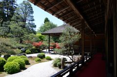 曼殊院・霧島躑躅２