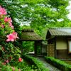 安楽寺・皐月５