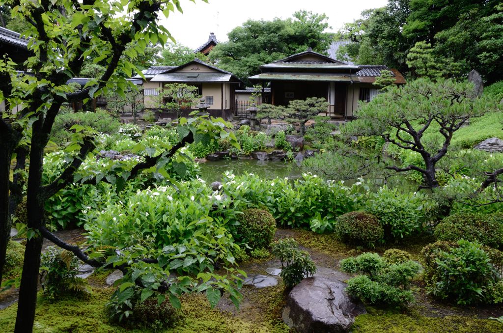 水無月（6月）の花・両足院４