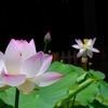 浄土の花（蓮）