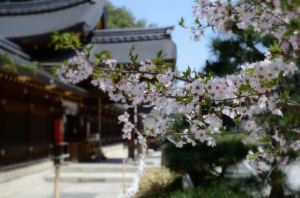 【桜花伝2013】今宮神社