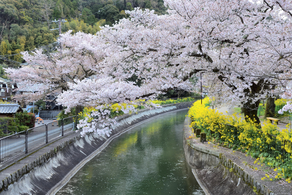 春華二重奏【山科疎水・安朱橋】