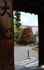 大心院・石楠花