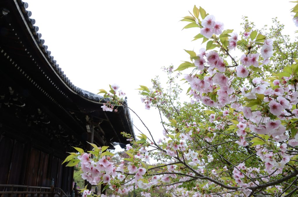 京都・遅咲きの桜たち（仁和寺４）