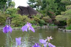 水無月（6月）の花・梅宮大社３