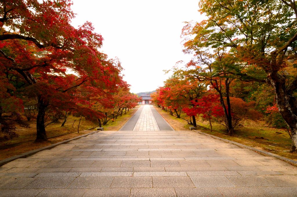 紅洛巡礼【仁和寺】