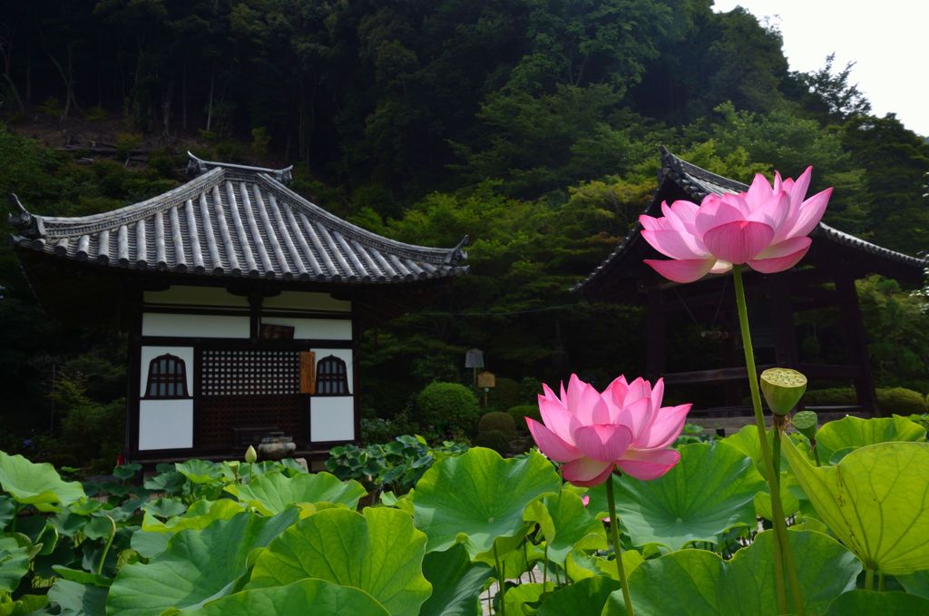 三室戸寺・蓮３