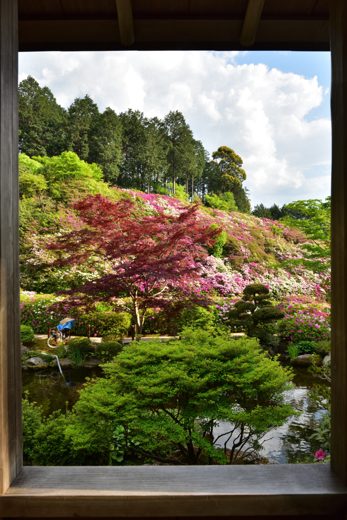 宇治の躑躅美術館【三室戸寺】