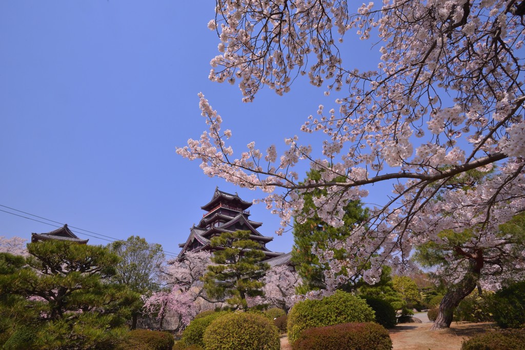 伏見桃山の花見処【伏見桃山城運動公園】