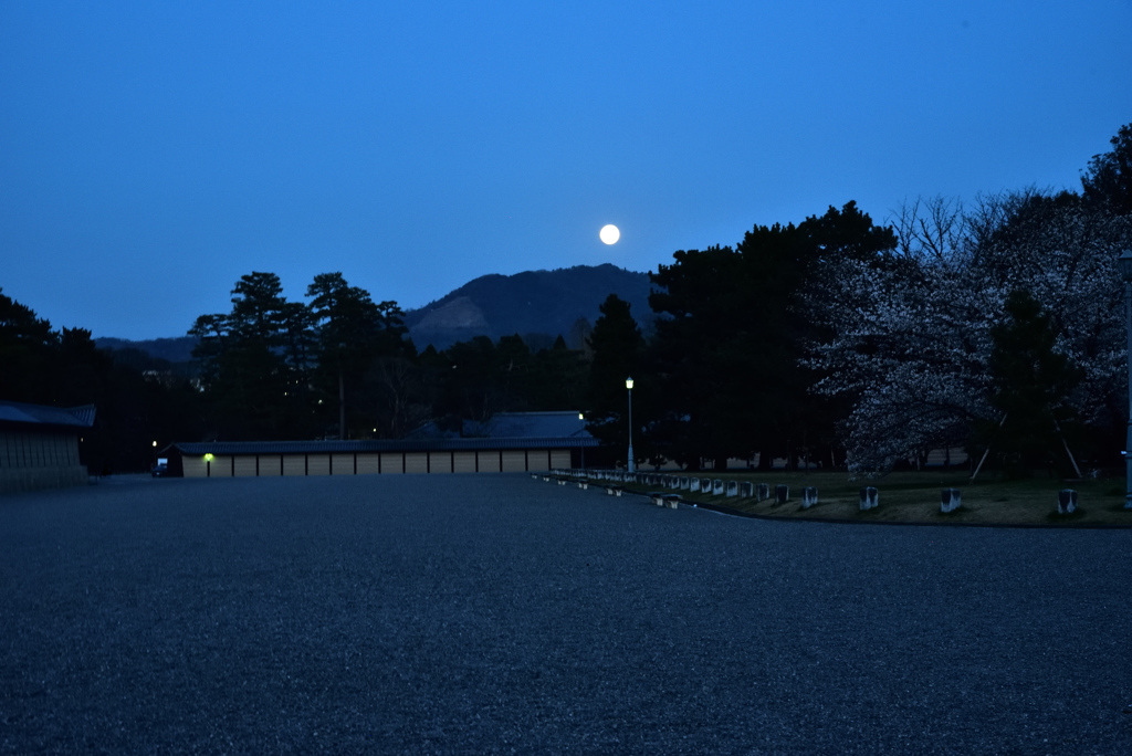 御所のお月見桜【京都御苑】