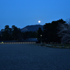 御所のお月見桜【京都御苑】