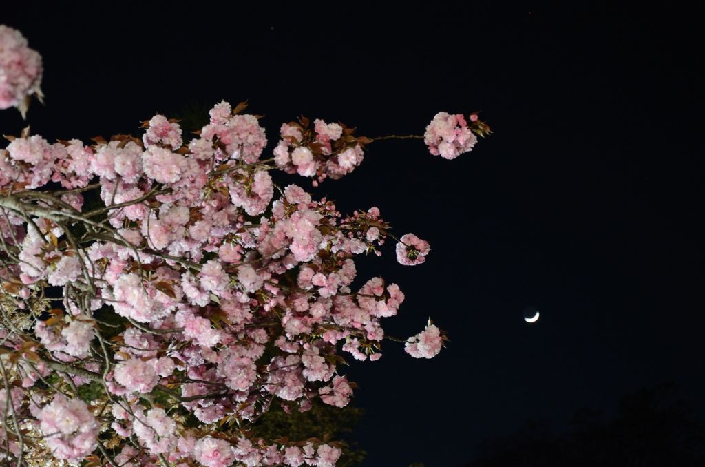 なごり桜・二条城３