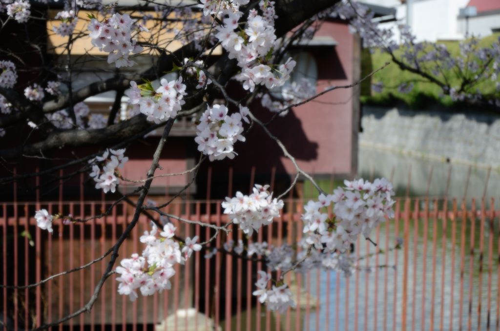 【桜の思い出】高瀬川・一之橋跡