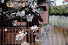 【桜の思い出】高瀬川・一之橋跡