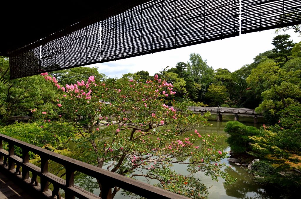 九条池の眺め