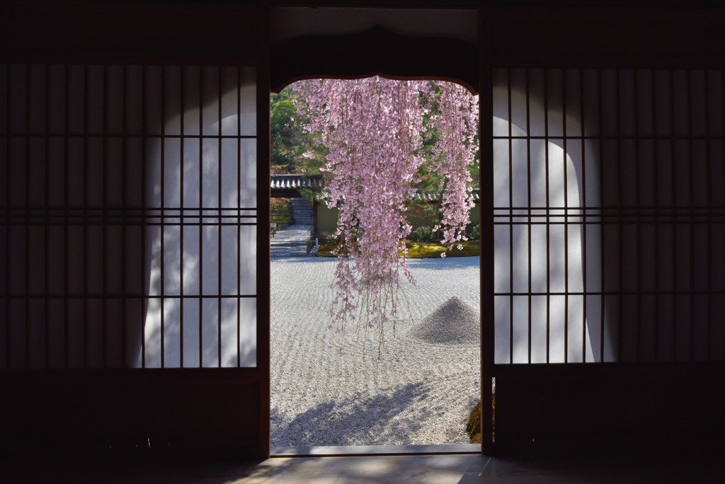 おねの糸桜【高台寺】