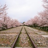 【京都・桜花伝2013】蹴上インクライン