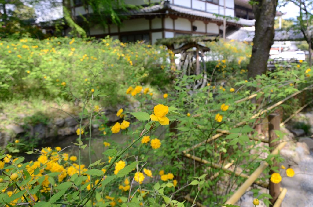 松尾大社・山吹３