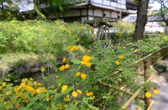 松尾大社・山吹３