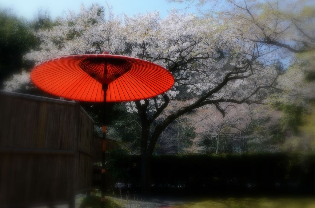 【桜の思い出】白龍園