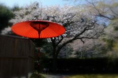 【桜の思い出】白龍園